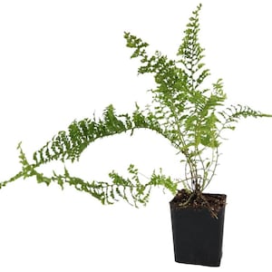 Nephrolepis spp. - Grower&#39;s choice
