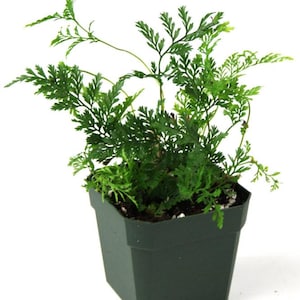 Davallia (Humata) tyermanii &#39;White Rabbit&#39;s Foot Fern&#39;