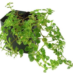 Pilea depressa &#39;Baby Tears&#39; - Easy Care Plant for Terrariums & Indoor Gardens
