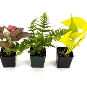 May include: Three potted plants on a white background. The plants include a Syngonium with pink and green leaves, a fern, and a neon pothos with bright yellow leaves. Each plant is in a small black square pot.
