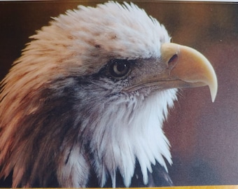 American Bald Eagle, patriotic, original photo greeting card