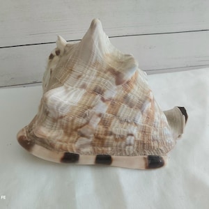 Puede incluir: Una concha marina grande y en espiral con una superficie texturizada que presenta un patrón de marcas en tonos bronceado, marrón y crema. La concha tiene un ápice puntiagudo prominente y una abertura ancha con manchas rectangulares oscuras.