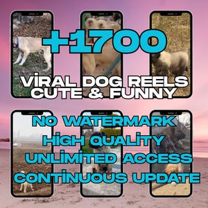 1700+ Faceless Dog Videos | Viral Pet Clips for TikTok, Instagram Reels & Shorts | Editable HD Pet Content