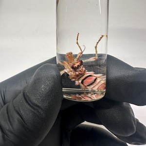 Spiny Flower (Female) Mantis Specimen