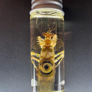 Spiny Flower (Male) Mantis Specimen