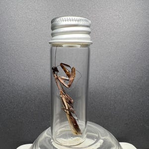 Budwing Mantis Dry Specimen