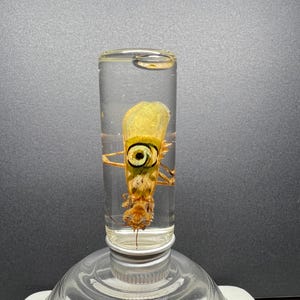 Spiny Flower Mantis Specimen