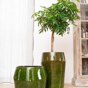 Könnte beinhalten: Zwei grüne Keramik-Pflanzgefäße, eines kurz und breit, das andere hoch und schlank, beherbergen eine üppige grüne Pflanze. Die Pflanzgefäße haben eine glänzende Oberfläche und stehen auf einem gefliesten Boden. Im Hintergrund ist ein Holzschrank zu sehen.