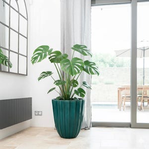 Könnte beinhalten: Eine große, grüne Monstera-Pflanze in einem teal-farbenen, gerippten Keramiktopf. Die Pflanze hat große, geteilte Blätter und steht in der Nähe eines Fensters mit Blick auf eine Außenterrasse. Der Topf ist etwa 60 cm hoch.