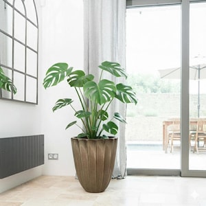Peut inclure: Un grand Monstera en pot avec des feuilles vertes vives. La plante est dans un grand pot de couleur bronze et cannelé. L'intérieur est lumineux et moderne, avec une grande fenêtre et une vue sur un patio extérieur.
