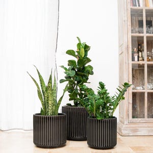 Könnte beinhalten: Drei Topfpflanzen mit grünen Blättern in schwarzen, vertikal gestreiften Pflanzgefäßen. Die Pflanzen sind in einer Reihe auf einem hell gefliesten Boden angeordnet. Ein weißer Vorhang und ein Holzschrank befinden sich im Hintergrund.