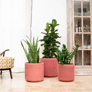 Könnte beinhalten: Drei Pflanzen in korallenfarbenen, geriffelten Pflanzgefäßen. Die Pflanzen sind eine Bogenhanf, eine Geigenfeige und eine ZZ-Pflanze. Die Pflanzgefäße sind unterschiedlich groß, wodurch ein gestaffelter Effekt entsteht. Die Szene spielt sich in einem Innenraum ab.