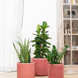 Może przedstawiać: Trzy rośliny doniczkowe w ceramicznych donicach w kolorze koralowym, z pionowymi liniami. Rośliny to wężownica, figowiec lirolistny i roślina ZZ. Donice stoją na jasnej podłodze wyłożonej kafelkami, z białym zasłoną i drewnianą szafką w tle.