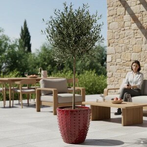 Könnte beinhalten: Ein Olivenbaum in einem roten, strukturierten Topf. Der Baum hat eine runde Form mit grünen Blättern. Der Topf ist tiefrot und hat eine strukturierte Oberfläche. Der Baum steht im Freien auf einer Terrasse.
