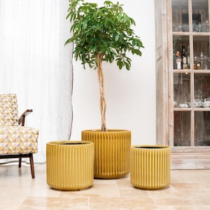 Könnte beinhalten: Drei gelbe, gerippte Keramik-Pflanzgefäße in verschiedenen Größen, jeweils mit dunklem Innenraum, halten eine üppige grüne Pflanze. Die Pflanzgefäße sind in einer Gruppe angeordnet und zeigen ein modernes Design. Der größte Topf enthält einen hohen Baum.