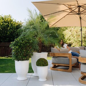 Peut inclure: Scène de patio extérieur avec trois pots blancs contenant de la verdure. Un palmier, un buisson rond et un petit buisson rond sont dans les pots. Un parasol beige ombrage un canapé en bois avec des coussins gris.