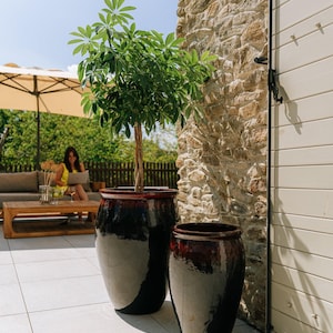 Peut inclure: Trois grands pots en céramique brillants, brun foncé, avec un bord brun rougeâtre, chacun contenant un petit arbre aux feuilles vertes. Les pots sont sur un patio carrelé, avec un mur en pierre et une porte en bois en arrière-plan.