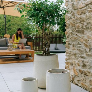 Peut inclure: Un ficus luxuriant dans un grand pot en céramique blanc cassé. Deux petits pots assortis sont devant. La scène se déroule à l'extérieur, sur une terrasse.