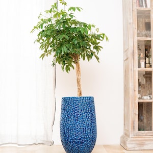 Peut inclure: Une plante en pot avec des feuilles vertes vibrantes et un tronc brun est placée dans un grand pot bleu texturé. La plante est devant un mur blanc, avec un meuble en bois en arrière-plan.