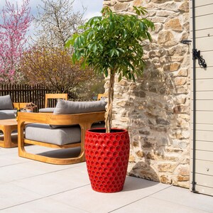 Peut inclure: Un pot de fleurs en céramique rouge vif avec un motif en nid d'abeille contient un arbre vert. Le pot, de forme cylindrique et de grande taille, est un élément décoratif saisissant. L'arrière-plan présente des meubles de jardin et un mur en pierre.