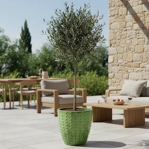 Peut inclure: Un olivier dans un pot vert texturé. Le pot présente un motif répétitif de points en relief. L'arbre a un tronc fin et une couronne feuillue. La scène se déroule à l'extérieur sur un patio avec des meubles en bois et un mur en pierre.