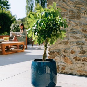 Może przedstawiać: Roślina Schefflera o błyszczących zielonych liściach i splecionym pniu, posadzona w głębokoniebieskiej, cylindrycznej ceramicznej donicy z gładką, odblaskową glazurą. Roślina stoi prosto, prezentując swoje gęste ulistnienie i strukturę.