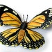 see more listings in the Butterflies  Dragonflies section