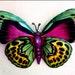 see more listings in the Butterflies  Dragonflies section
