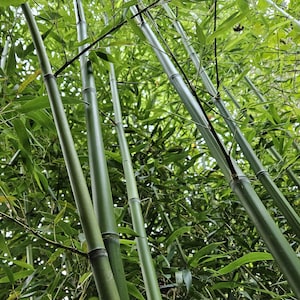 Madake Bamboo Rhizomes 1-12-Pack • (Phyllostachys bambusoides) Bare-Root Plants • Timber & Craft Bamboo • Fast-Growing Evergreen Zones 7-10