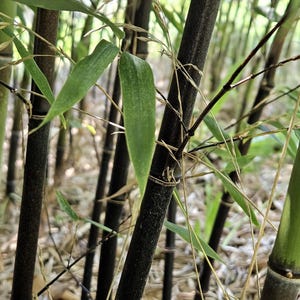 Black Bamboo Rhizomes 1-12-Pack • (Phyllostachys nigra) • Bare-Root Plants • Fast-Growing Privacy Screen  Evergreen • Cold-Hardy Zones 6-10