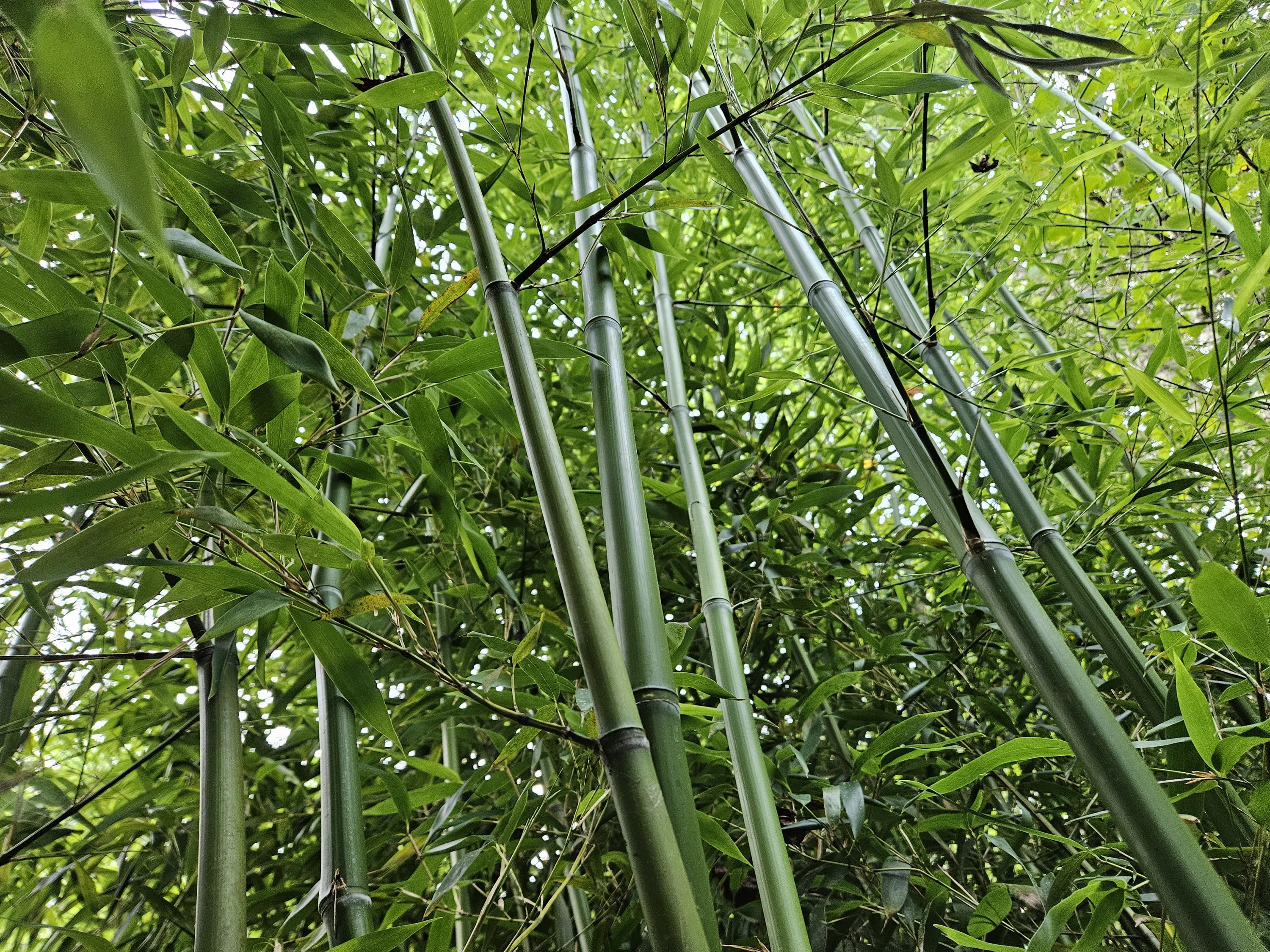 cactus zig zag 4