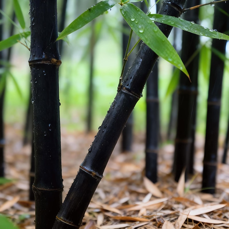 Bamboo Black Plant - Etsy