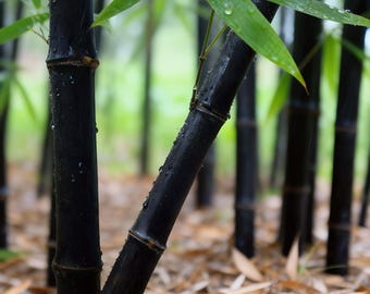 Seabreeze Bamboo - Live Starter Plant (cane with root ball)