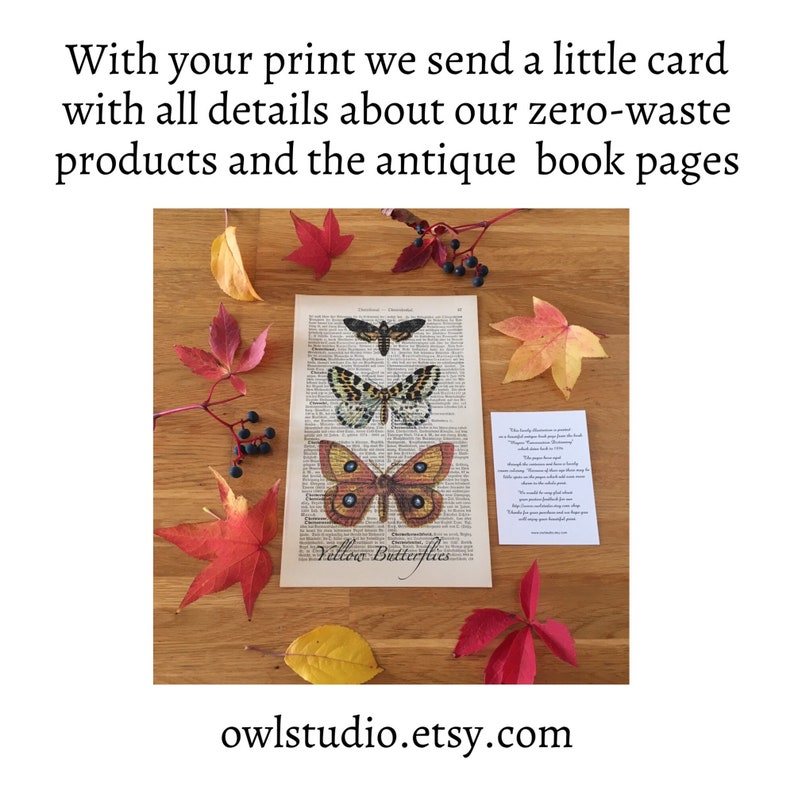 Zero Waste Gifts, Dragonfly Art Print, Literary Gifts on Old Book Pages image 8