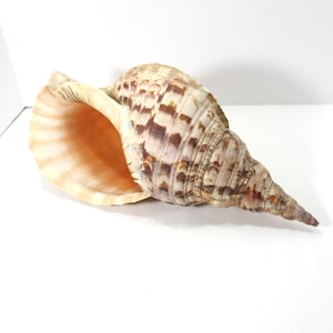 May include: A large, brown and white seashell with a wide opening. The shell has a spiral shape and a pointed tip.