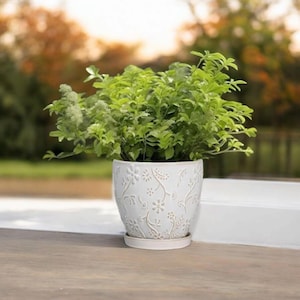 May include: A white ceramic flower pot with a matching saucer, filled with vibrant green foliage. The pot features a raised floral pattern. The plant is positioned on a wooden surface, with a blurred outdoor background.