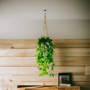 May include: A hanging plant in a white pot suspended from the ceiling by a beige macrame hanger. The plant has vibrant green leaves that cascade downwards. The background features a wooden wall and a wooden table.