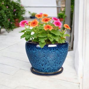 May include: A vibrant blue ceramic flower pot with a glossy finish, holding a cluster of pink and orange flowers with green foliage. The pot sits on a matching saucer, creating a decorative display for a home or garden.