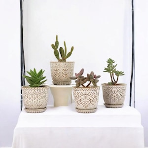 May include: A collection of potted succulents and cacti in decorative ceramic pots. The pots are beige with intricate, repeating patterns. The plants vary in color and shape, creating a visually appealing arrangement for home decor.