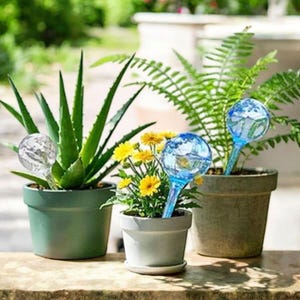 May include: Three potted plants with water globes. Aloe vera, yellow flowers, and fern plants are in green and gray pots. Clear and blue glass globes with stems are inserted into the soil to provide water.