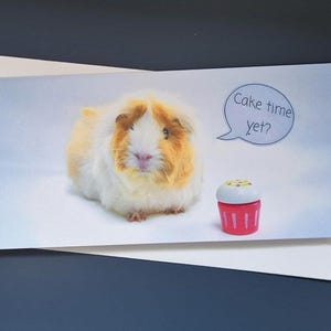 Anniversaire\Heureuse occasion Cochon d'Inde « C'est l'heure du gâteau ?