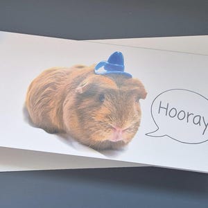 Anniversaire\bonne occasion Carte De Vœux Cochon d'Inde « Hourra !