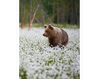 Majestic Bear Sticker