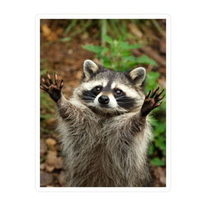 Sticker majestueux raton laveur
