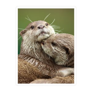 Sticker majestueuze otters