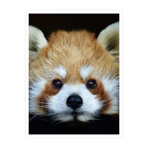 Pegatina del majestuoso panda rojo