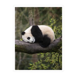 Sticker panda majestueux
