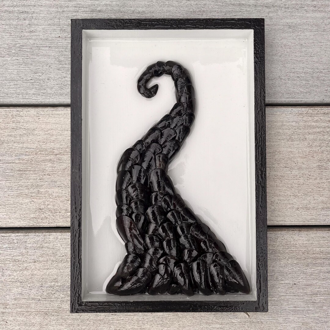 Epoxy Shell Designs Octopus Tentacle Shell Art: Epoxy Resin on Wood - Coastal Decor - Etsy