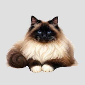 Fluffy Seal Ragdoll Cat Sticker, Ragdoll Cat Gift,  Cat  Decal, Pet Sticker, Laptop Sticker, Water Bottle Sticker, Water Resistant Sticker