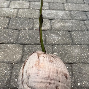 Coconut sprout, Coconut Bread, Coconut tree, Sprouted coconut (to eat), Sweet, Tropical Delight, free shipping